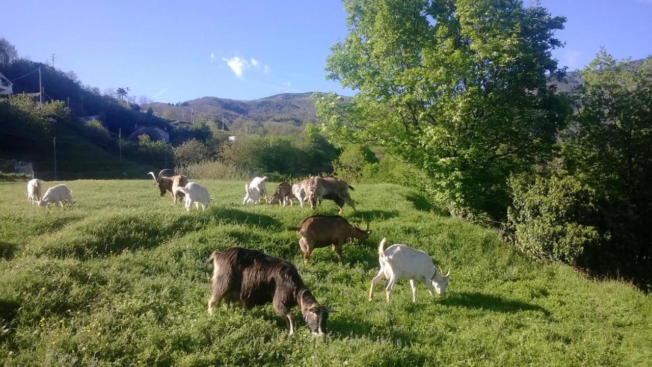 Villa Agriturismo Grilla Mele Zimmer foto